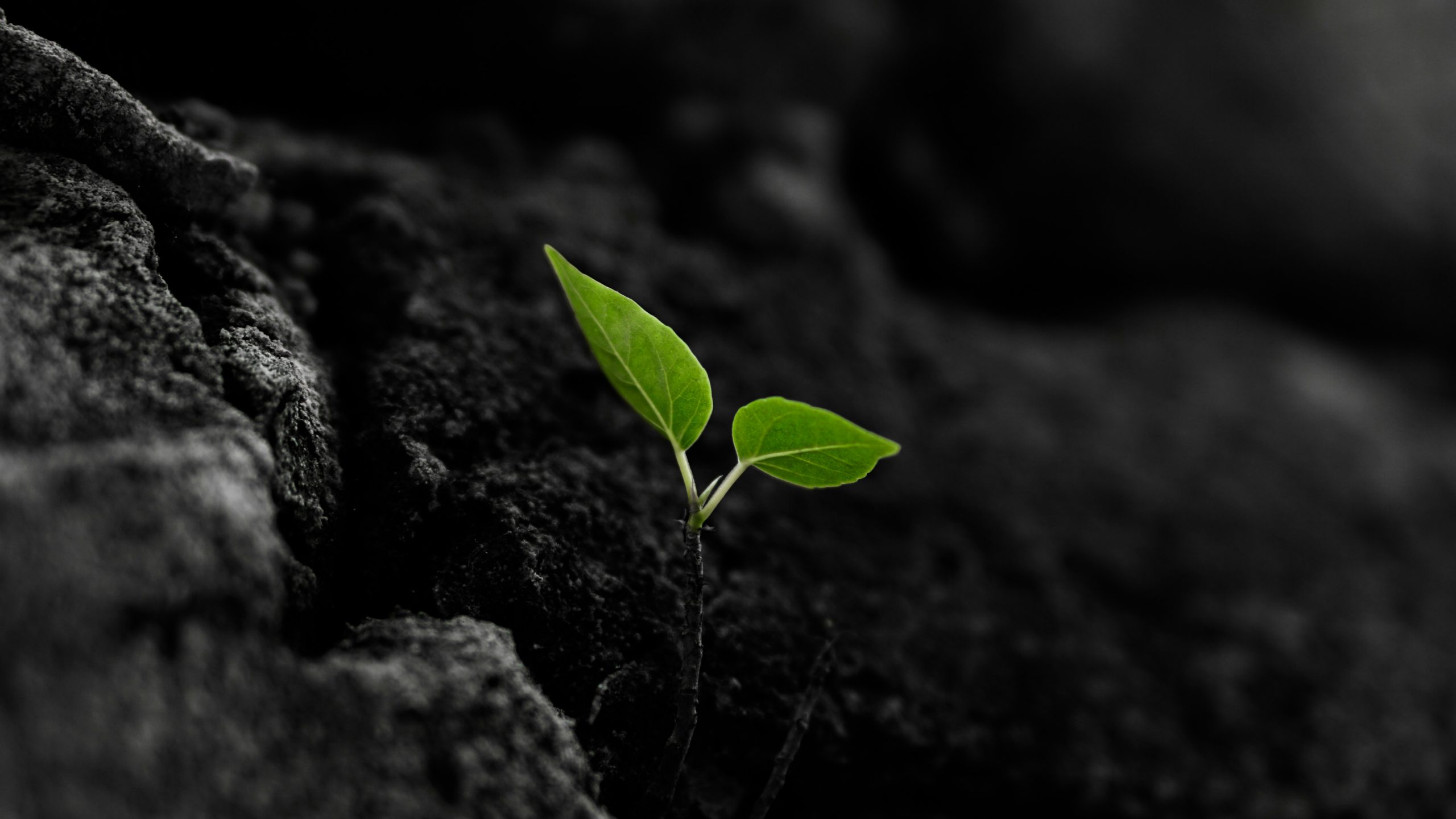Sustainable